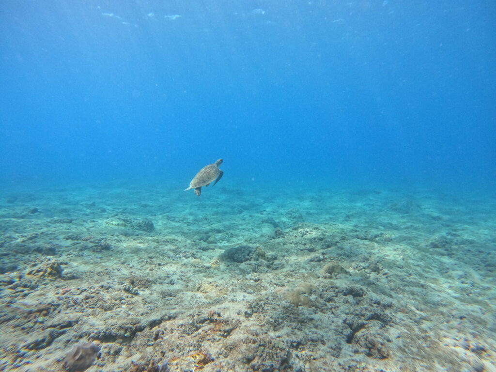 Tortue verte marine en plongée ile de la Réunion