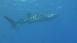 Requin baleine aperçu en plongée sous marine ile de la Réunion