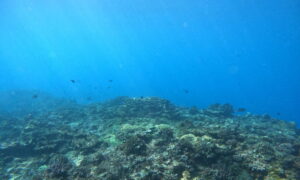 Fonds marins de la Réunion